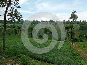 greenery on mountains and swales