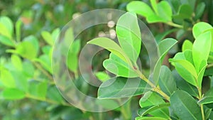 Greenery nature blurred background with Close-up Fresh green leaves