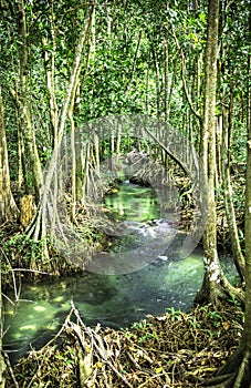 Greenery nature forest of Krabi, Thailand