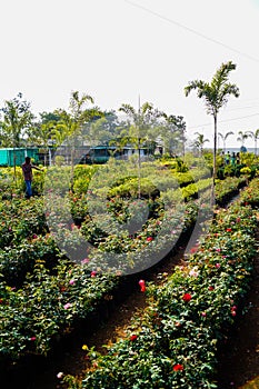 Greenery in nursery