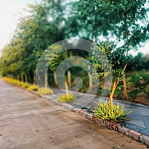 Greenery on padestrian way