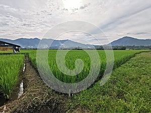 greenery of rice field in wet season, northern Thailand