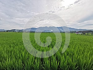 greenery of rice field in wet season, northern Thailand