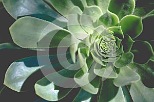 Greenery round swirl succulent extreme macro horizontal shot