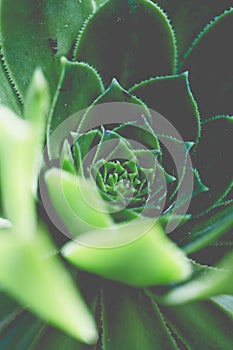 Greenery round swirl succulent extreme macro horizontal shot