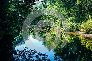 Greenery scene of tropical rainforest reflecting on flat river surface