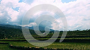 The greenery and senery