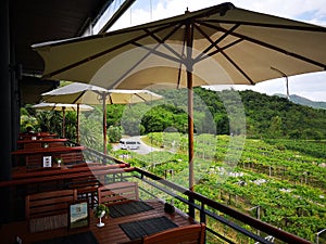 A greenery tree and vineyard in Thailand. Wonderful long weekend with family.