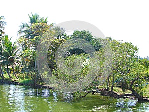 Greenery - Trees at Shore of Backwaters