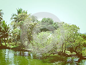 Greenery - Trees at Shore of Backwaters