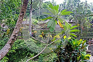 Greenery tropical landscape with plenty of palm trees and tropical plants