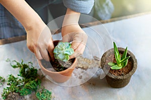 Greenery that will bring life to your home. Cropped shot of a woman planting succulent plants into pots at a table.