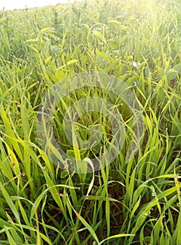 Greenfield, steppe, sunrise, dew, grass