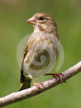 Greenfinch