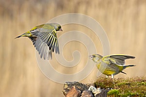 Greenfinch