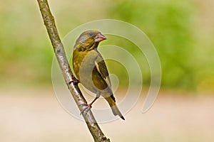 Greenfinch