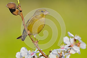 Greenfinch - verdilhÃÂ£o - Carduelis chloris photo