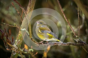 Greenfinch bird on the banch in winter