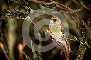 Greenfinch bird on the banch in winter