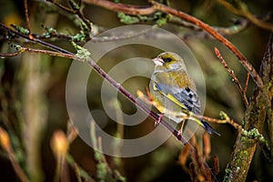 Greenfinch bird on the banch in winter