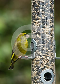 Greenfinch on bird feeder
