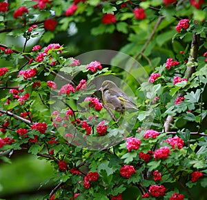 Greenfinch