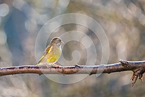 A greenfinch on a branch photo