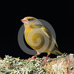 Greenfinch (Cardeulis chloris)
