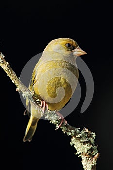 Greenfinch (Cardeulis chloris)
