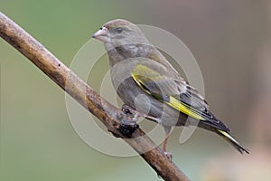 Greenfinch (Carduelis chloris)2