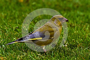 Greenfinch Carduelis chloris