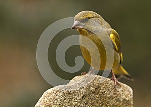 Greenfinch- (Carduelis chloris)