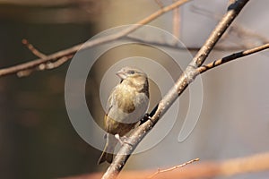 Greenfinch - Carduelis chloris at dawn