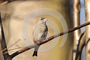 Greenfinch - Carduelis chloris at dawn