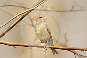 Greenfinch - Carduelis chloris at dawn