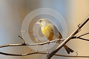 Greenfinch - Carduelis chloris at dawn