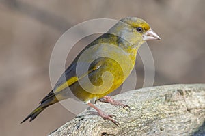 Greenfinch (Carduelis chloris) perched in the forest