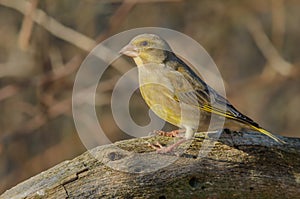 Greenfinch (Carduelis chloris) perched in the forest