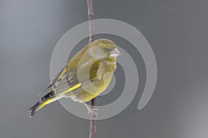 Greenfinch, carduelis cloris photo