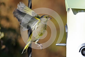 Greenfinch, carduelis cloris