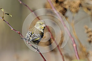 Greenfinch, carduelis cloris