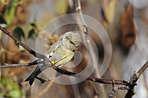 Greenfinch, carduelis cloris