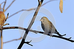 Greenfinch, carduelis cloris