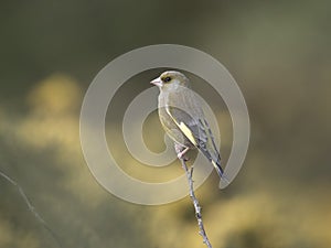 Greenfinch,Chloris chloris