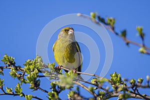 Greenfinch Chloris chloris male bird singing