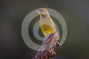 Greenfinch Chloris chloris perched on the endf a twig