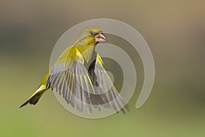 Greenfinch in flight - verdilhao em voo- Carduelis chloris photo