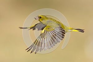 Greenfinch flight- verdilhÃÂ£o voo - Carduelis chloris photo