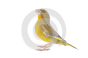 Greenfinch isolated on a white background. Carduelis chloris