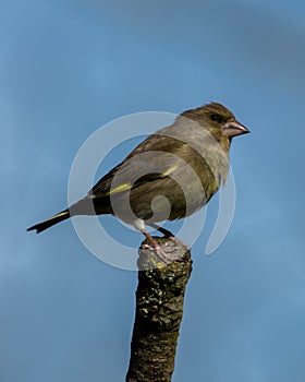 Greenfinch perched on branch against blue sky.